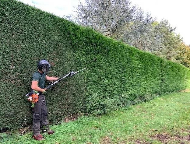 Professional hedge trimming with long reach trimmer