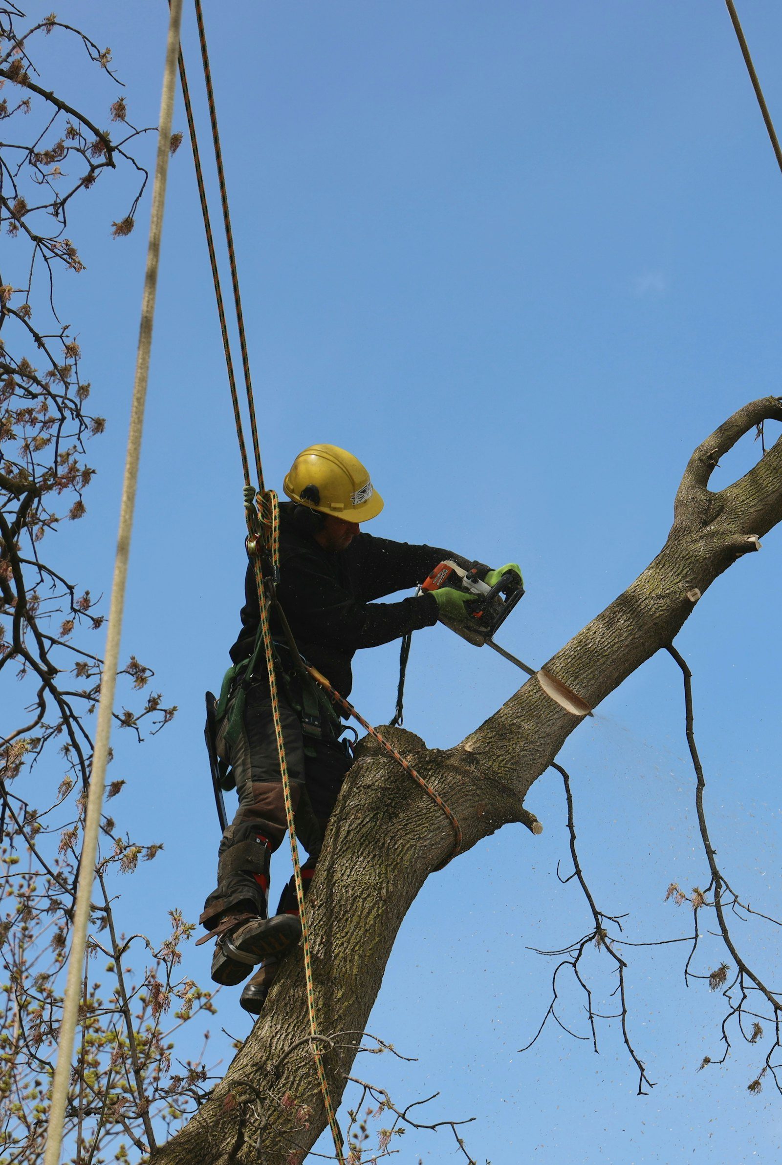 Professional arborist working safely in a tree canopy
