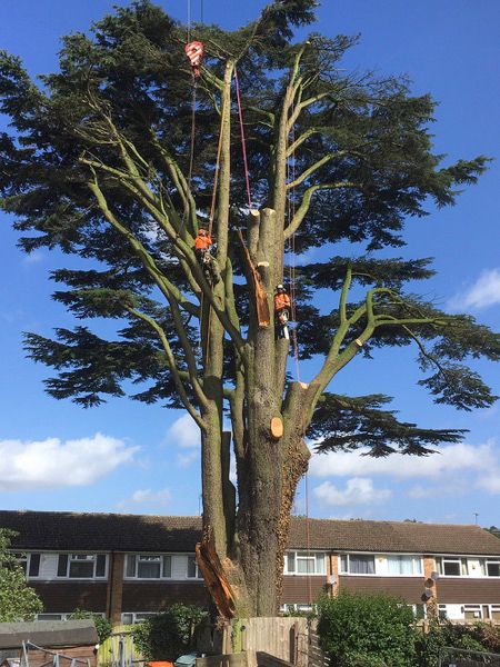 Tree Felling