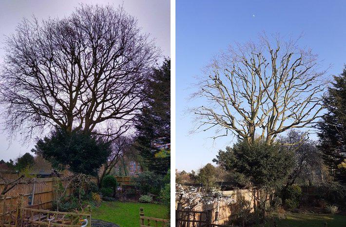 Tree pruning before and after results