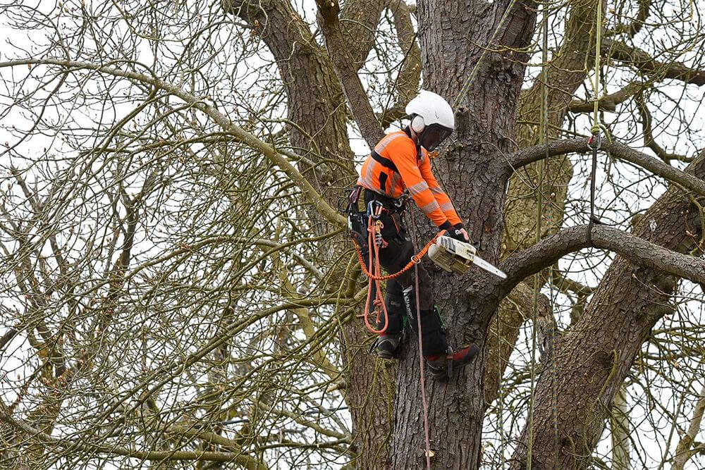 Tree Pruning & Lopping
