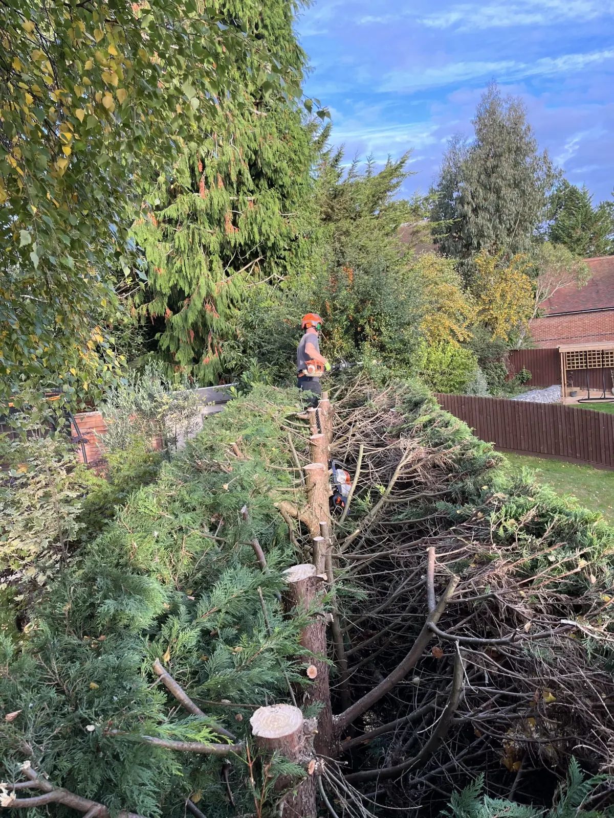 Tree surgery and clearance work
